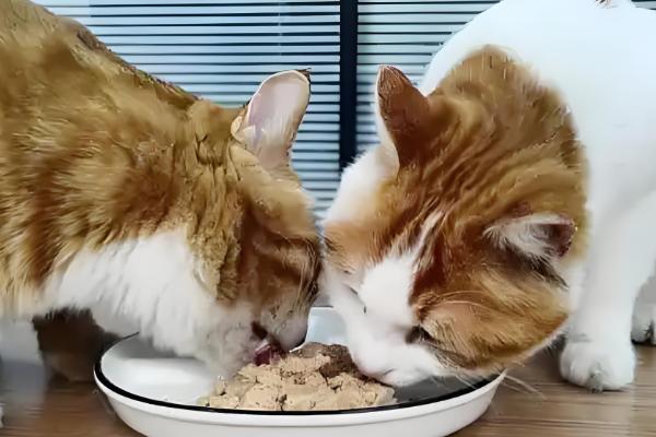 猫咪为什么会绝食，可能是牙齿问题或肠胃问题