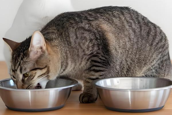 猫咪为什么会绝食，可能是牙齿问题或肠胃问题