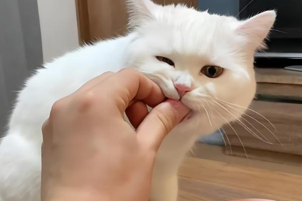 猫咪为什么会绝食，可能是牙齿问题或肠胃问题