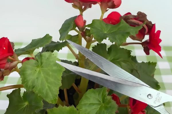 丽格海棠冬天会冻死吗，会冻死