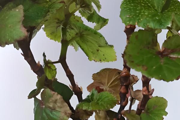 丽格海棠冬天会冻死吗，会冻死