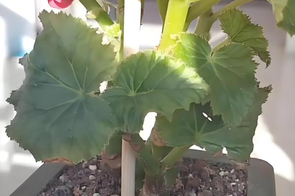 丽格海棠冬天会冻死吗，会冻死