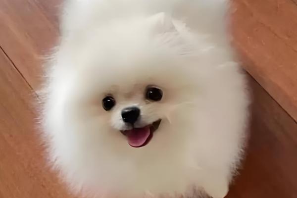 萌犬俊介的简介，是一种博美犬