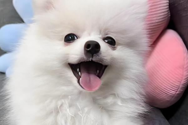 萌犬俊介的简介，是一种博美犬