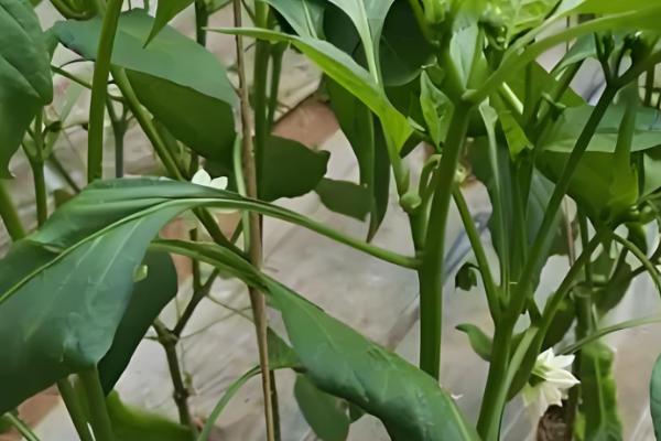 怎么避免辣椒出现霜冻，使用暖性肥料可增强土壤的保暖性能