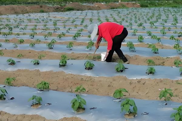 怎么避免辣椒出现霜冻，使用暖性肥料可增强土壤的保暖性能