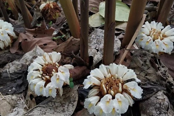 九翅豆蔻的繁殖方法,一般采取无性繁殖