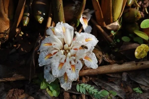 九翅豆蔻的繁殖方法,一般采取无性繁殖