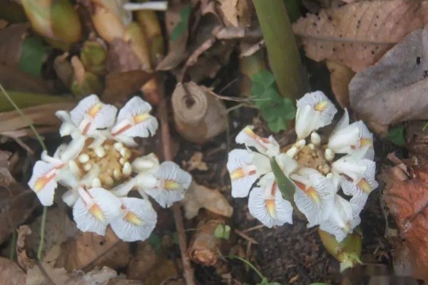 九翅豆蔻的繁殖方法,一般采取无性繁殖