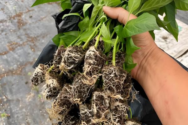 怎么避免辣椒出现霜冻，使用暖性肥料可增强土壤的保暖性能