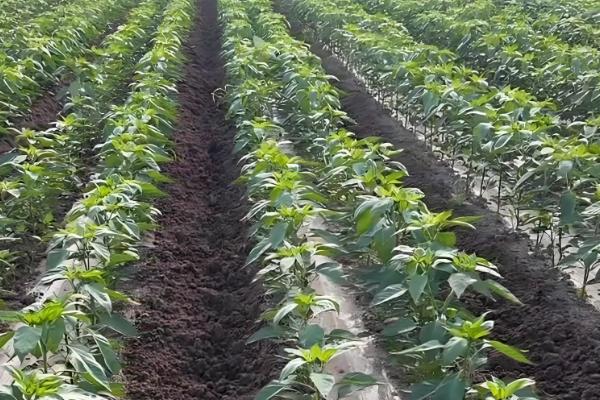 怎么避免辣椒出现霜冻，使用暖性肥料可增强土壤的保暖性能