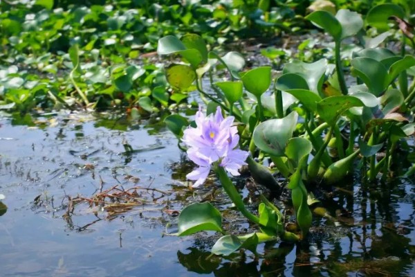 水葫芦是什么，一般是指凤眼蓝