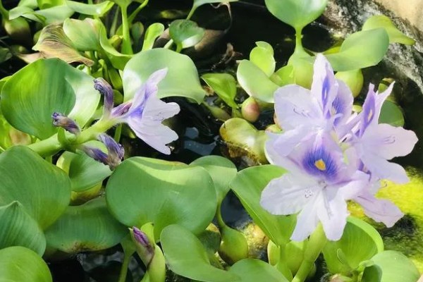 水葫芦是什么，一般是指凤眼蓝