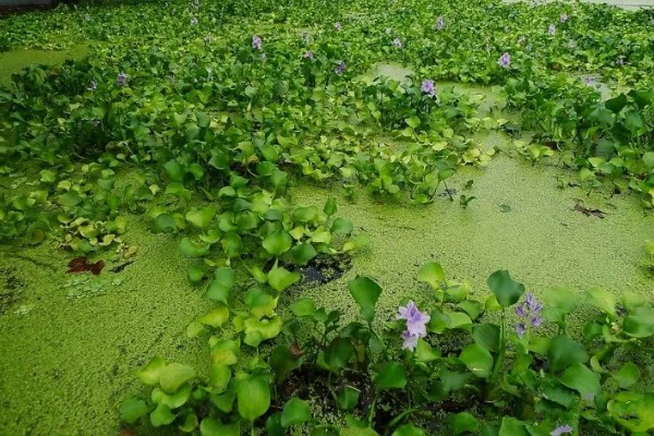 水葫芦是什么，一般是指凤眼蓝