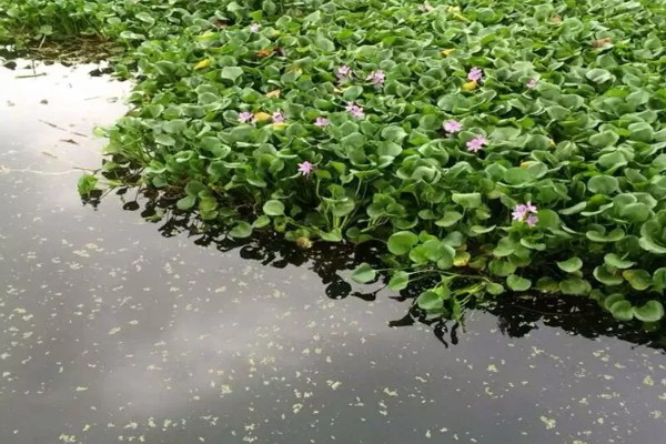 水葫芦是什么，一般是指凤眼蓝