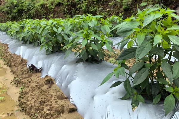 怎么避免辣椒出现霜冻，使用暖性肥料可增强土壤的保暖性能