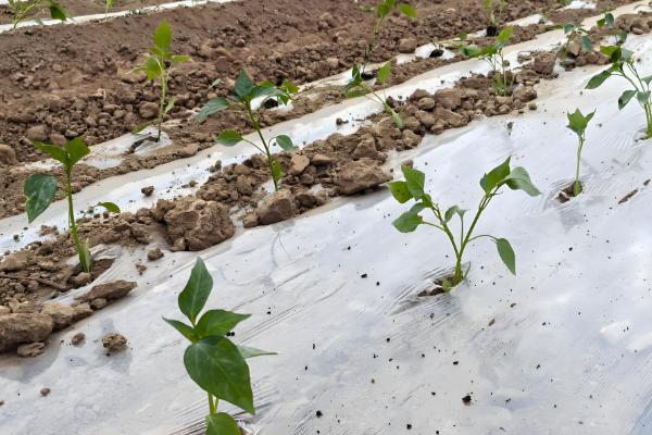 怎么避免辣椒出现霜冻，使用暖性肥料可增强土壤的保暖性能