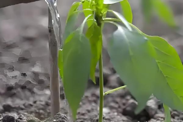 怎么避免辣椒出现霜冻，使用暖性肥料可增强土壤的保暖性能
