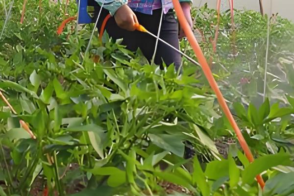 怎么避免辣椒出现霜冻，使用暖性肥料可增强土壤的保暖性能