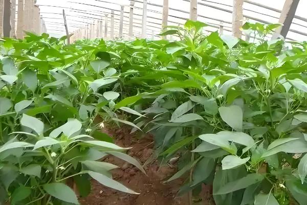 怎么避免辣椒出现霜冻，使用暖性肥料可增强土壤的保暖性能