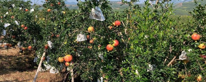 石榴是哪个季节的，属于秋季水果但会在8月份开始上市