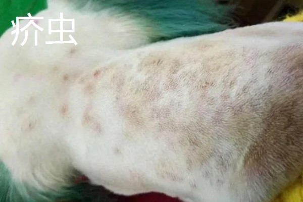 狗身上出现螨虫的表现，出现疥虫时皮肤会发红产生水泡