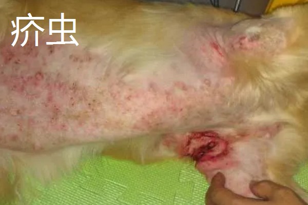 狗身上出现螨虫的表现，出现疥虫时皮肤会发红产生水泡