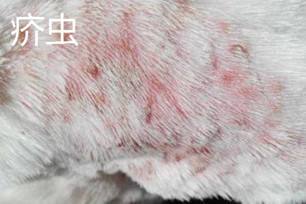 狗身上出现螨虫的表现，出现疥虫时皮肤会发红产生水泡