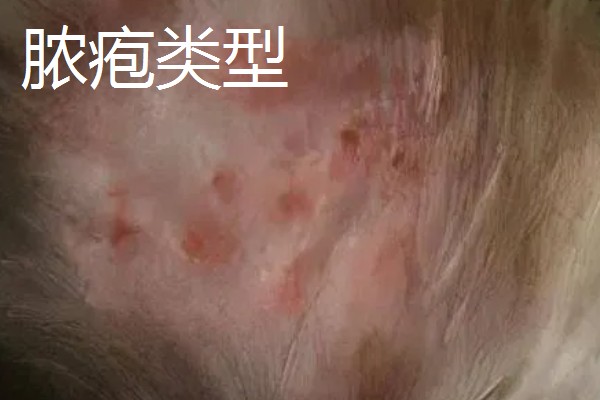 狗身上出现螨虫的表现，出现疥虫时皮肤会发红产生水泡