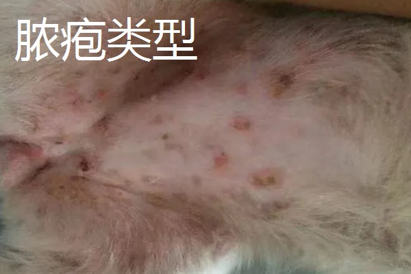 狗身上出现螨虫的表现，出现疥虫时皮肤会发红产生水泡