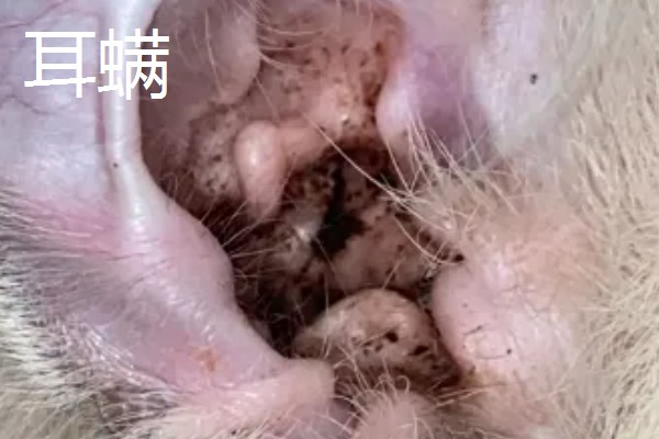 狗身上出现螨虫的表现，出现疥虫时皮肤会发红产生水泡