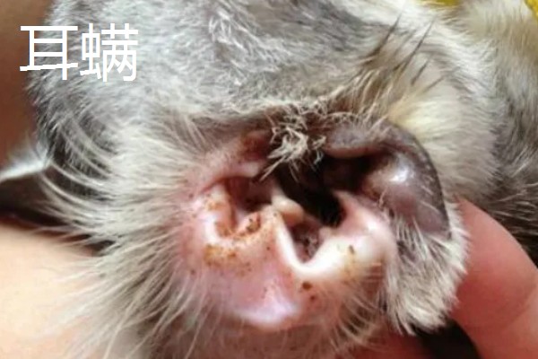 狗身上出现螨虫的表现，出现疥虫时皮肤会发红产生水泡