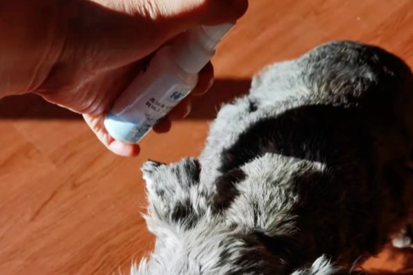 狗身上出现螨虫的表现，出现疥虫时皮肤会发红产生水泡