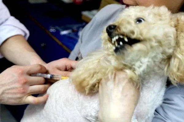 狗身上出现螨虫的表现，出现疥虫时皮肤会发红产生水泡