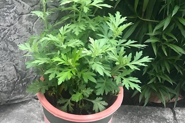 艾草的养殖方法，在养护中不用浇入太多的水