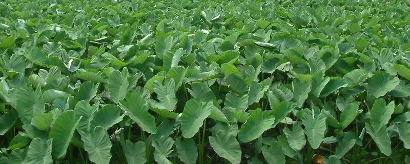 香芋怎么种植，发棵期每周浇一次水