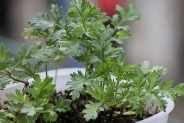 艾草的养殖方法，在养护中不用浇入太多的水