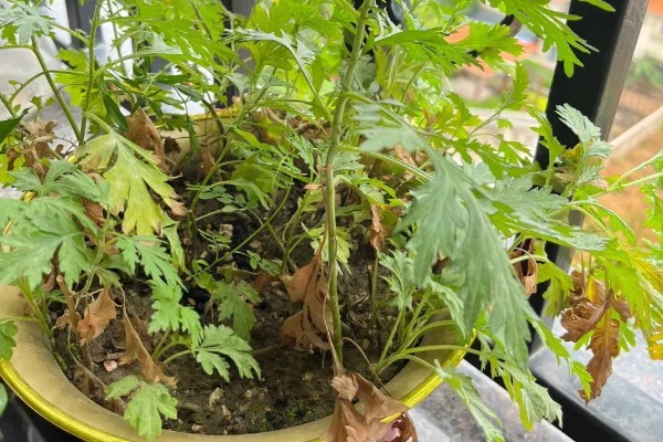 艾草的养殖方法，在养护中不用浇入太多的水