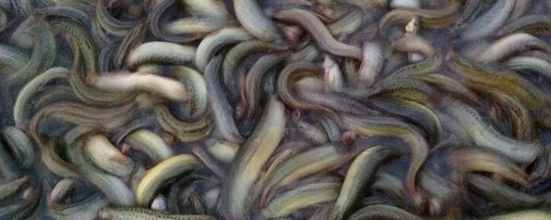 泥鳅苗怎么养殖，每隔3天换一次水