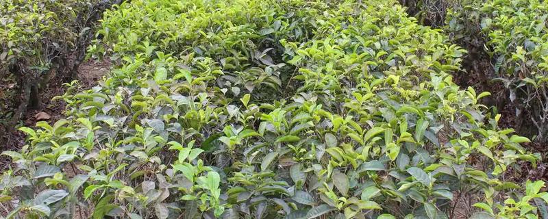 贵州山区茶树的栽培技术，选择抗寒、抗旱品种