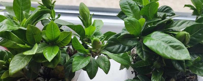 栀子花蕾不开都掉了的原因，可能是浇水过多所致