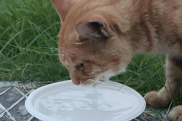 猫咪突然流口水是怎么回事，可能是因为异物、口腔疾病等原因