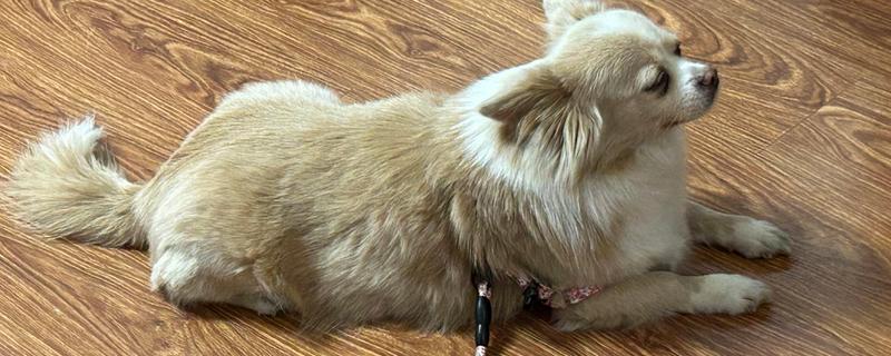 狗一氧化碳中毒的简介，会出现困倦、嗜睡等症状