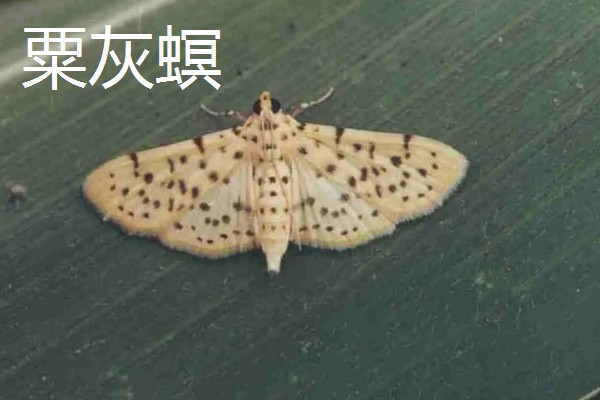 怎么种植谷子，开挖行沟再均匀撒播种子