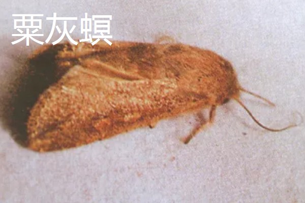 怎么种植谷子，开挖行沟再均匀撒播种子