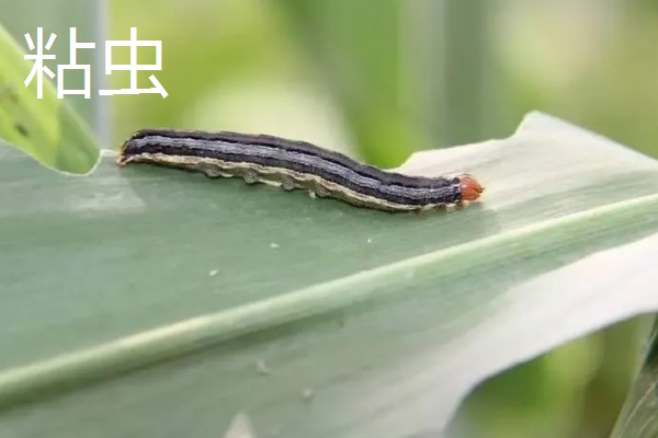 怎么种植谷子，开挖行沟再均匀撒播种子