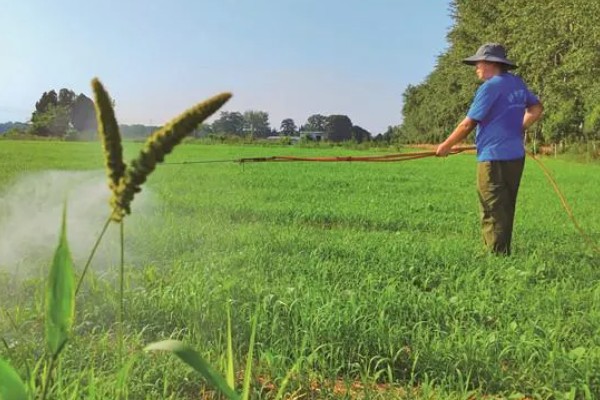 怎么种植谷子，开挖行沟再均匀撒播种子