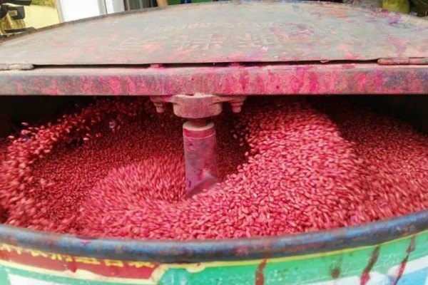 怎么种植谷子，开挖行沟再均匀撒播种子