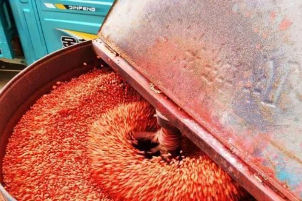 怎么种植谷子，开挖行沟再均匀撒播种子