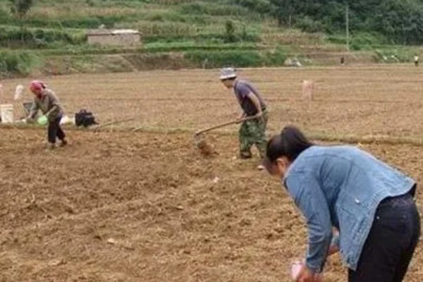 怎么种植谷子，开挖行沟再均匀撒播种子